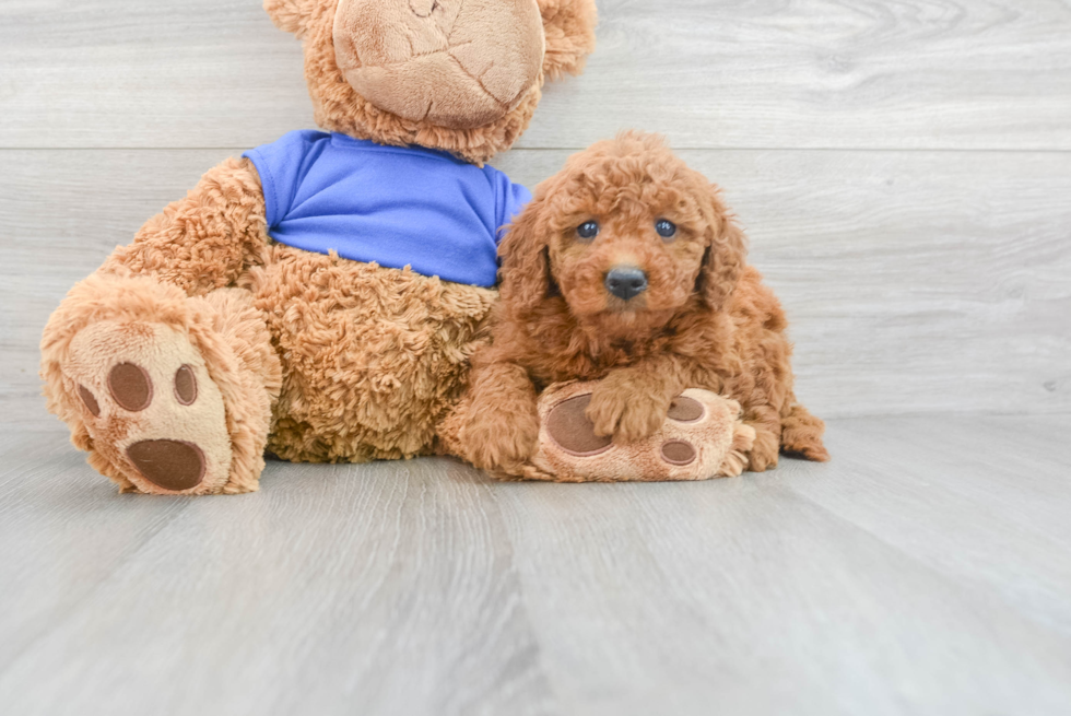 Mini Goldendoodle Puppy for Adoption