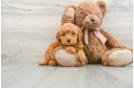 Best Mini Goldendoodle Baby