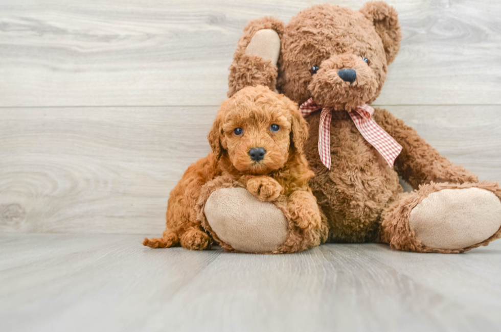 6 week old Mini Goldendoodle Puppy For Sale - Premier Pups