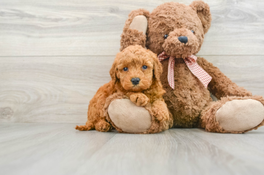 Best Mini Goldendoodle Baby