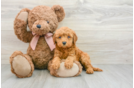 Mini Goldendoodle Puppy for Adoption