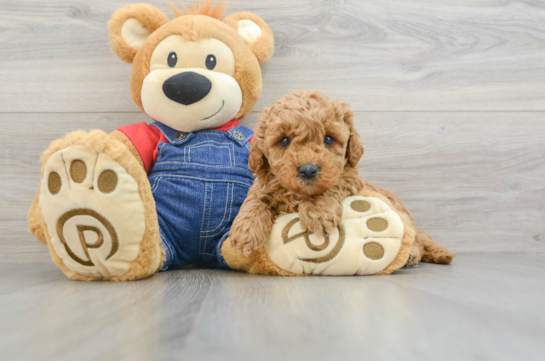 Cute Mini Goldendoodle Baby