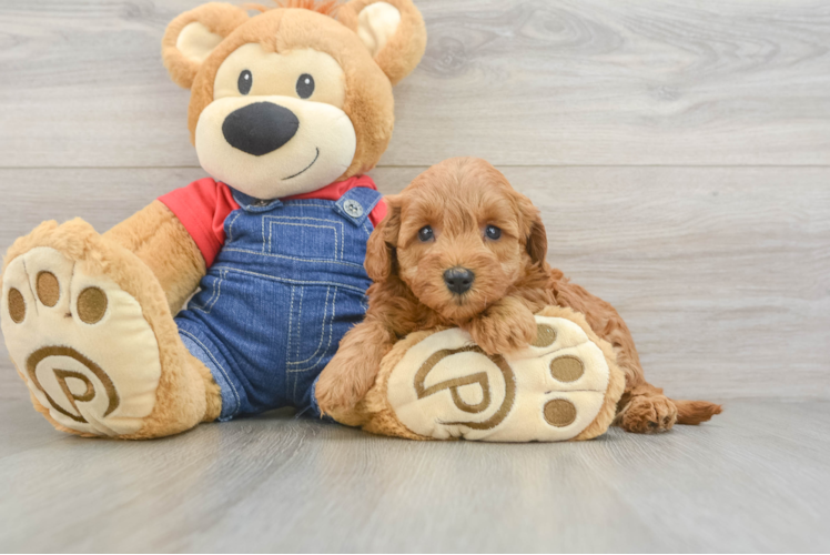 Best Mini Goldendoodle Baby