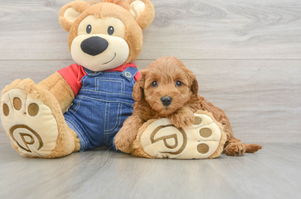 5 week old Mini Goldendoodle Puppy For Sale - Premier Pups