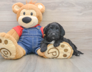 7 week old Mini Goldendoodle Puppy For Sale - Premier Pups