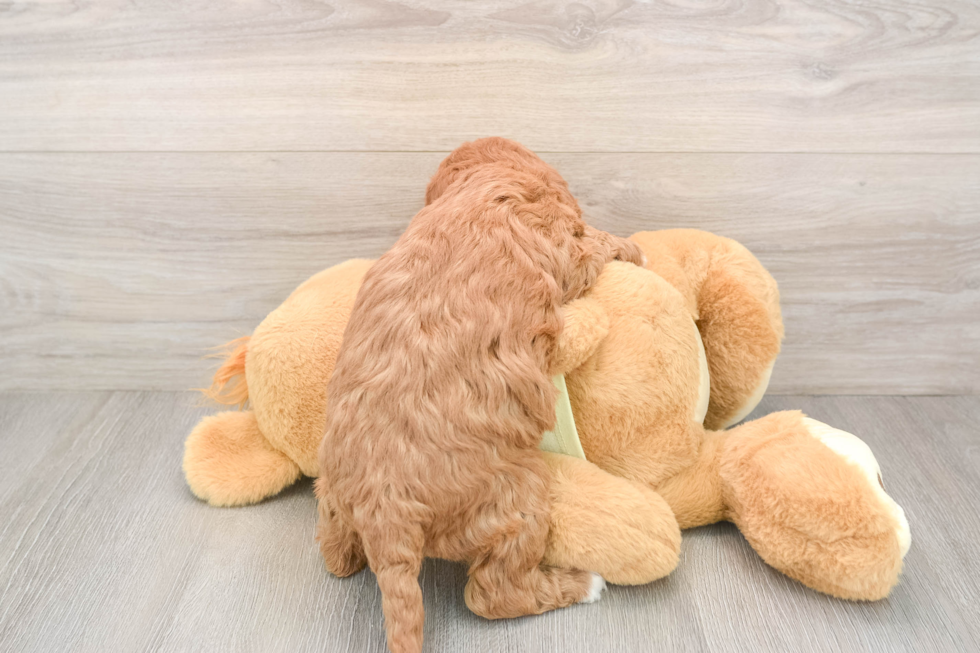 Best Mini Goldendoodle Baby