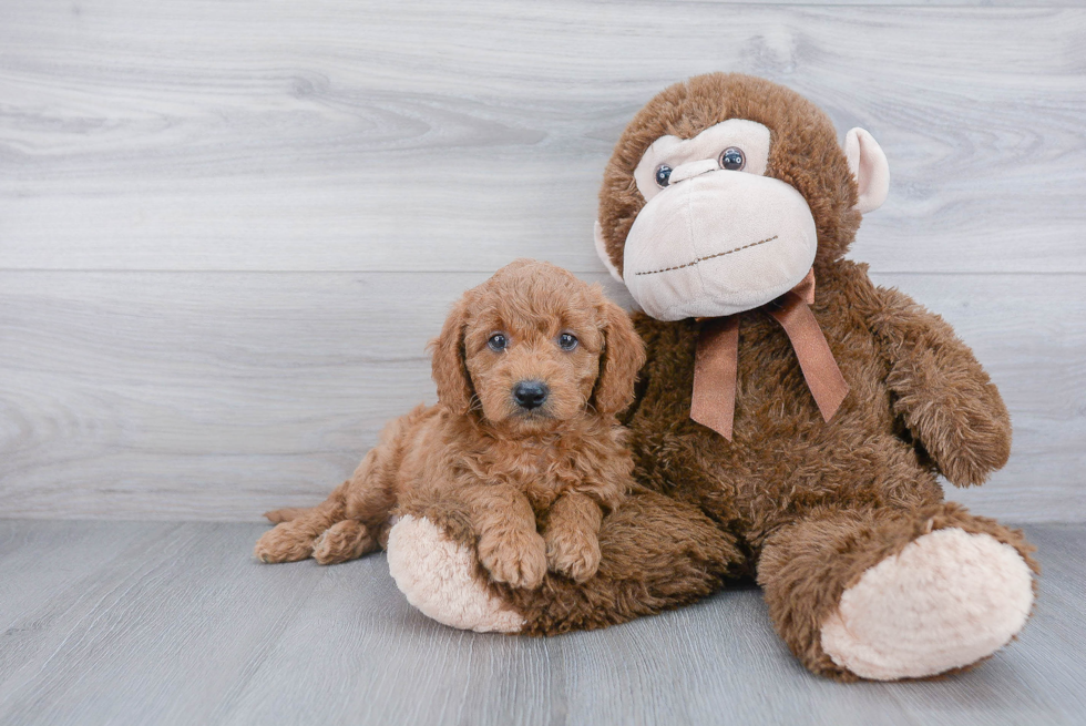 Best Mini Goldendoodle Baby