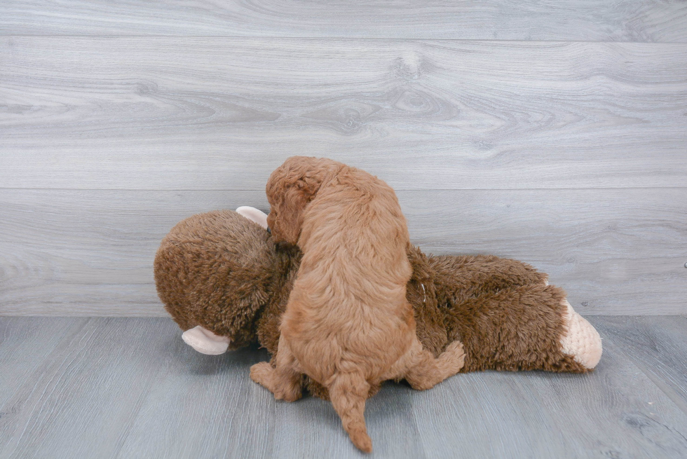 Best Mini Goldendoodle Baby