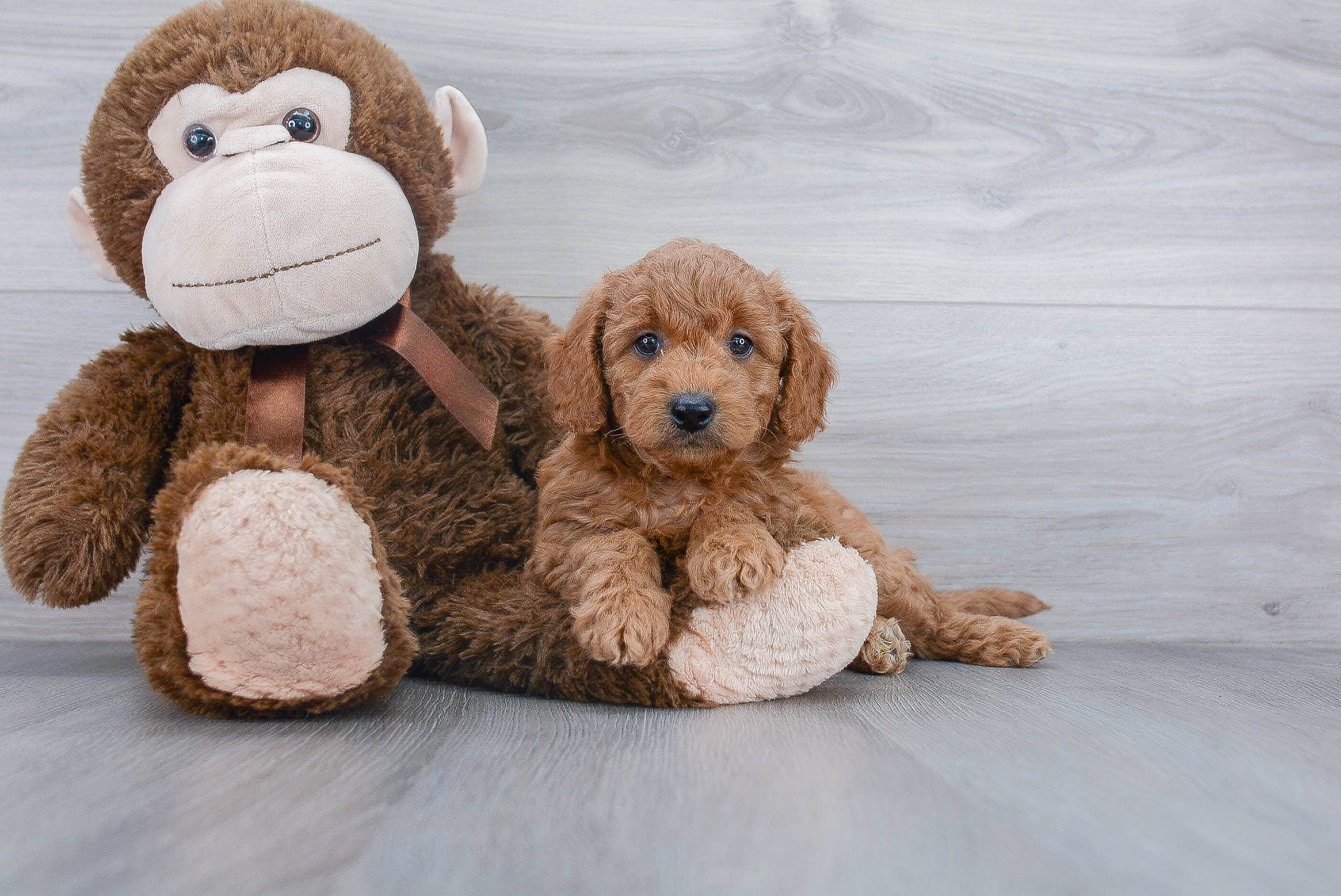 Mini Goldendoodle Puppy for Adoption