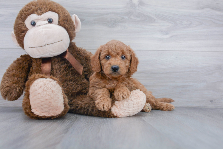 Mini Goldendoodle Puppy for Adoption