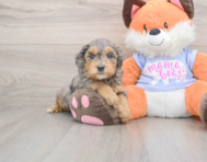 6 week old Mini Goldendoodle Puppy For Sale - Premier Pups