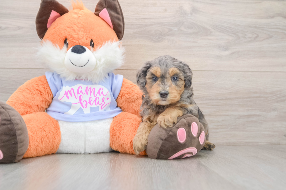 Best Mini Goldendoodle Baby