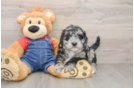 Smart Mini Goldendoodle Poodle Mix Pup