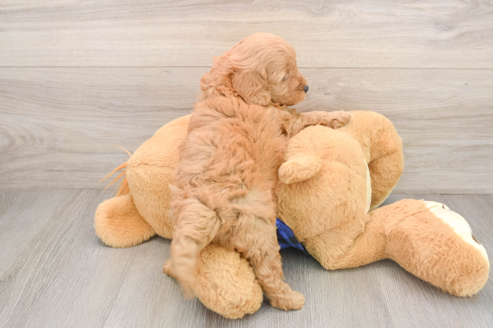 Mini Goldendoodle Pup Being Cute