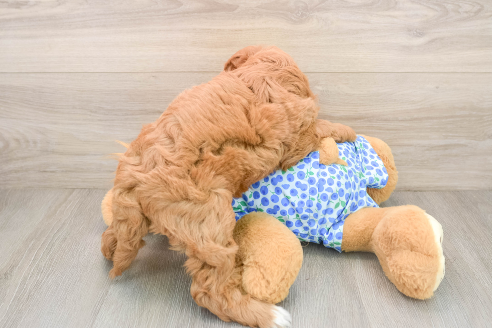 Best Mini Goldendoodle Baby