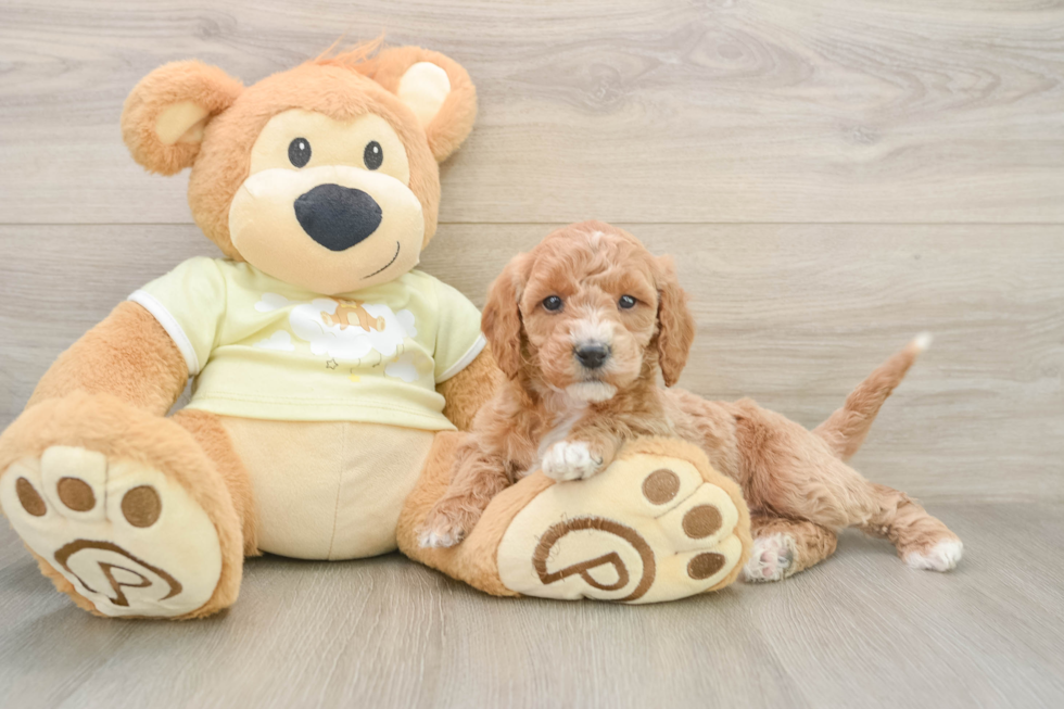 Cute Mini Goldendoodle Baby