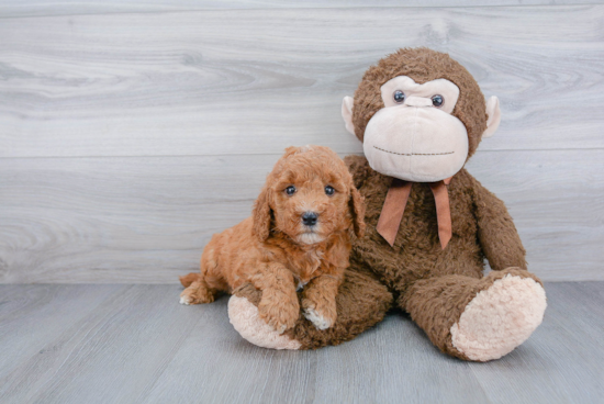 Adorable Golden Retriever Poodle Mix Puppy