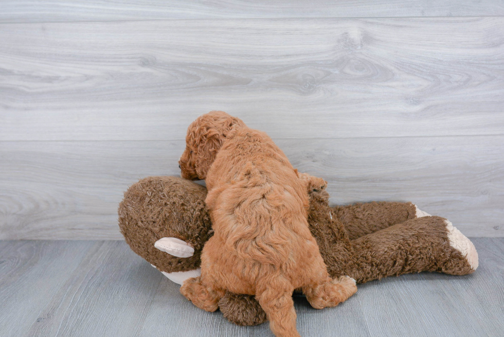 Little Golden Retriever Poodle Mix Puppy