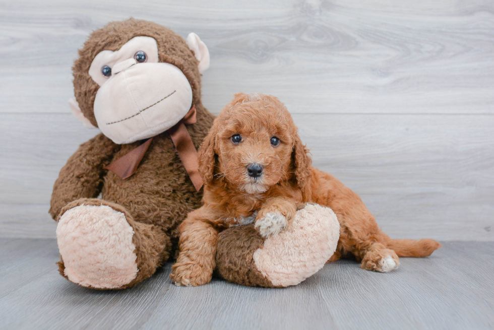 Hypoallergenic Golden Retriever Poodle Mix Puppy