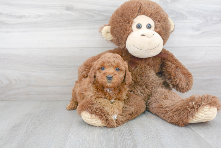 Friendly Mini Goldendoodle Baby