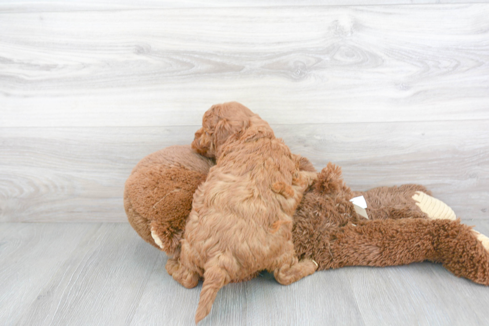 Best Mini Goldendoodle Baby