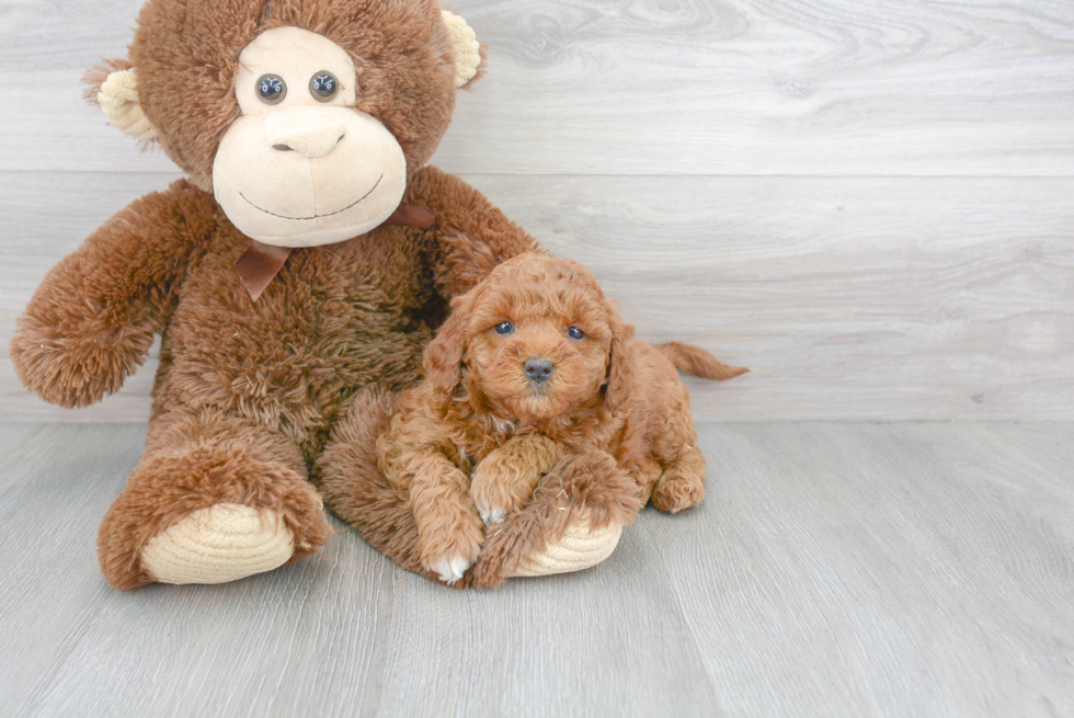 Petite Mini Goldendoodle Poodle Mix Pup