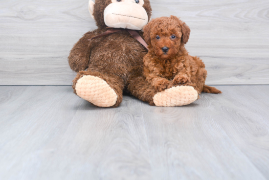 Hypoallergenic Golden Retriever Poodle Mix Puppy