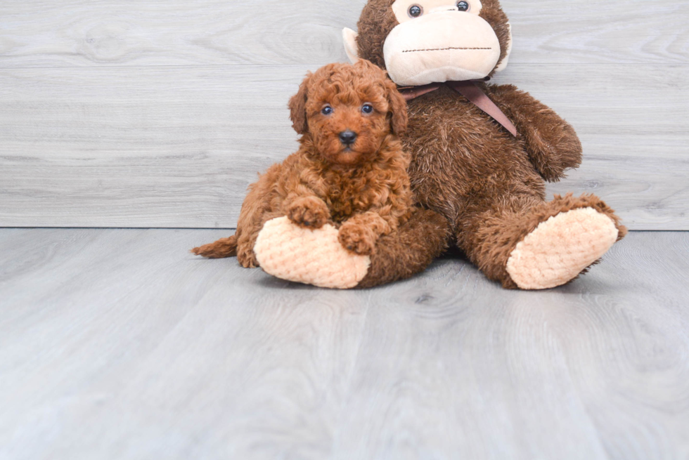 Best Mini Goldendoodle Baby