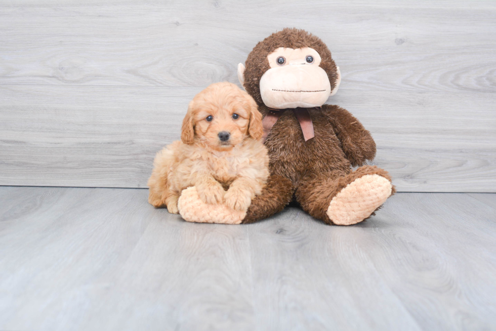 Petite Mini Goldendoodle Poodle Mix Pup