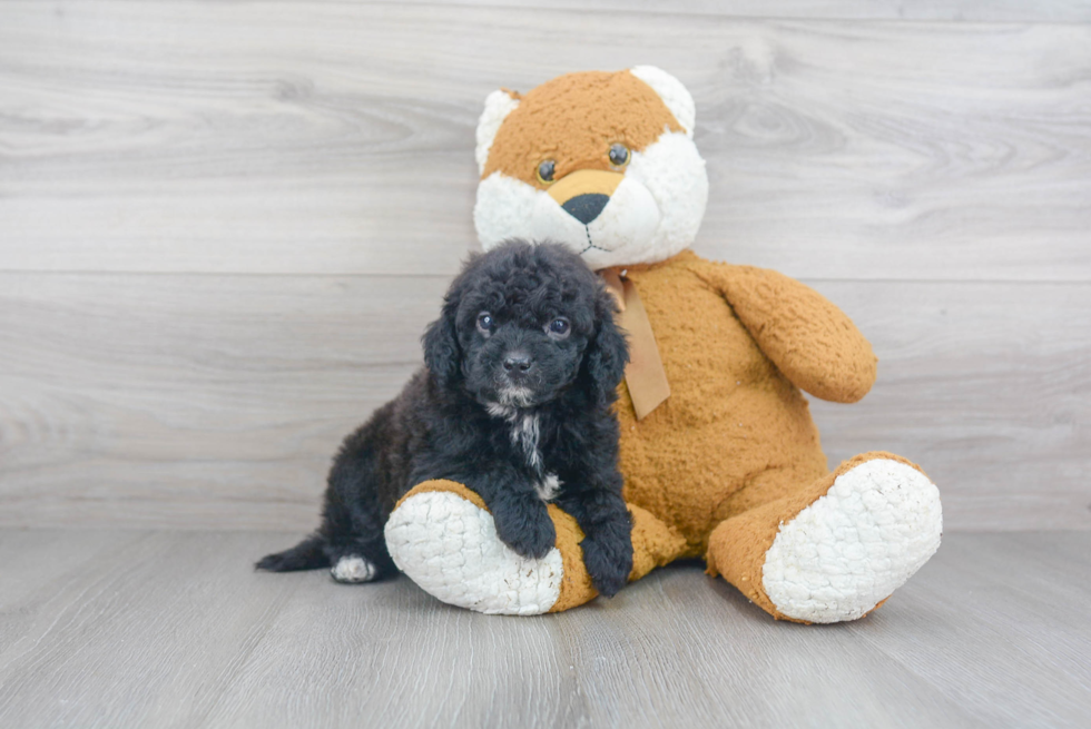 Mini Goldendoodle Puppy for Adoption