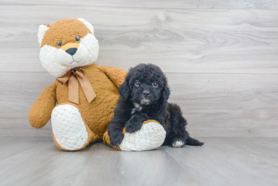 Funny Mini Goldendoodle Poodle Mix Pup