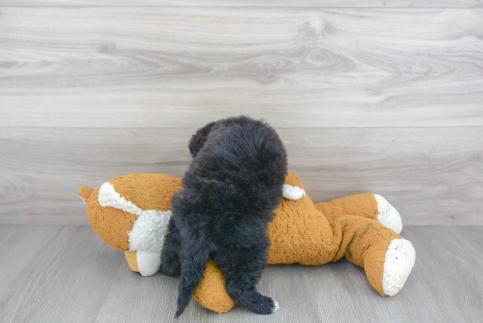 Petite Mini Goldendoodle Poodle Mix Pup