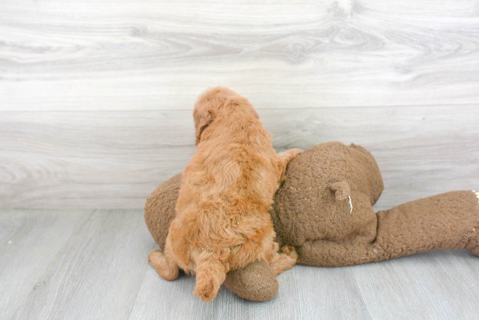 Energetic Golden Retriever Poodle Mix Puppy