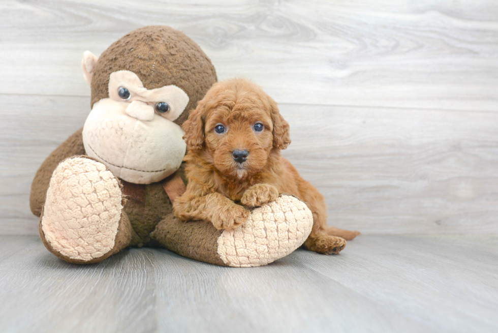 Best Mini Goldendoodle Baby