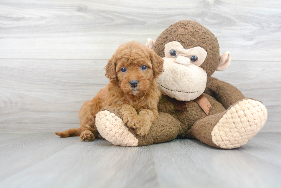 Mini Goldendoodle Pup Being Cute