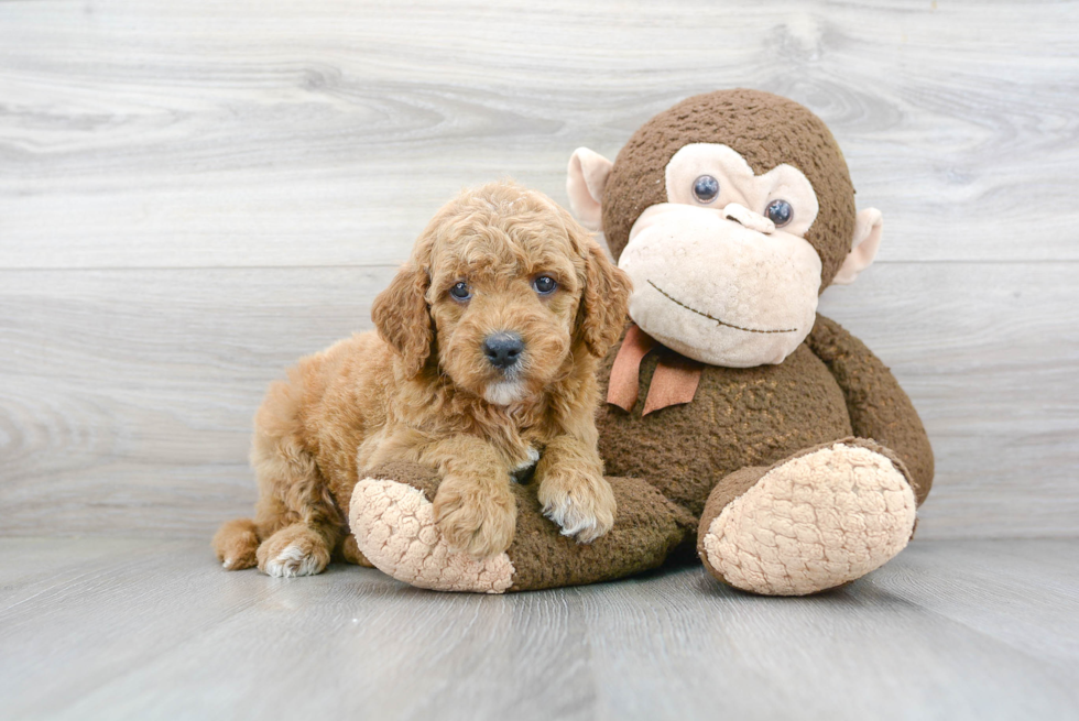 Mini Goldendoodle Puppy for Adoption