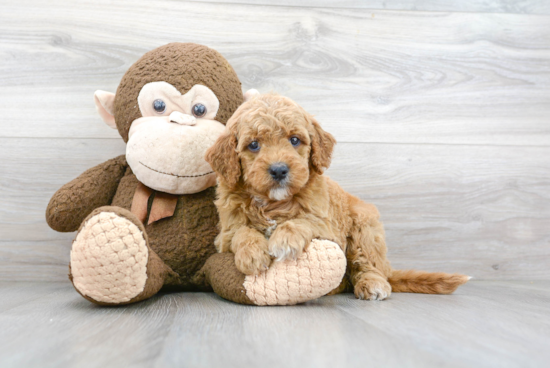 Little Golden Retriever Poodle Mix Puppy