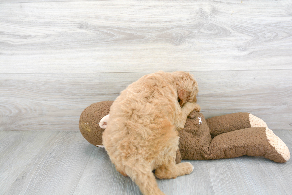 Friendly Mini Goldendoodle Baby