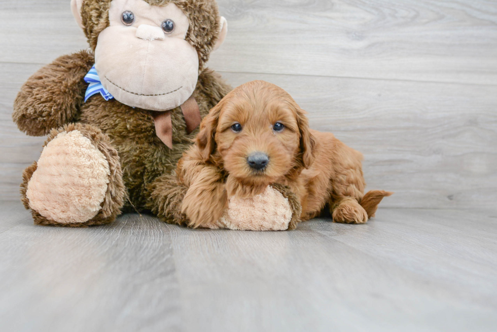 Cute Golden Retriever Poodle Mix Puppy
