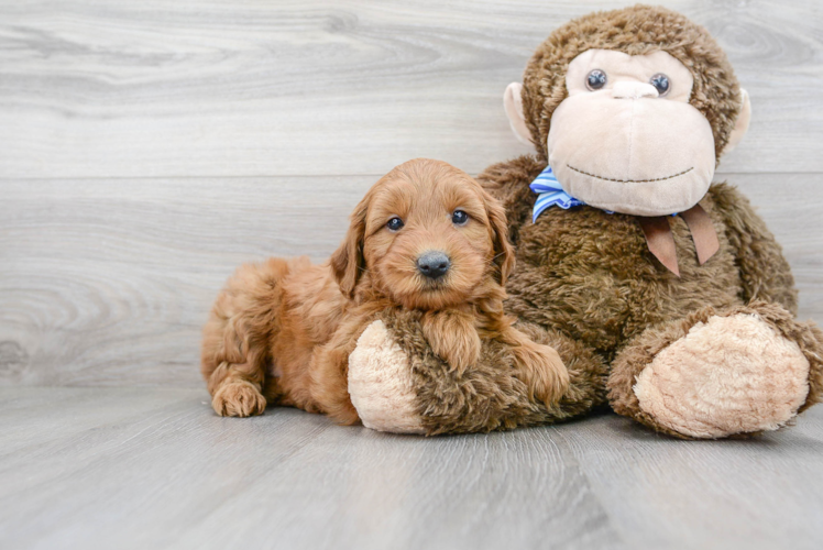 Cute Mini Goldendoodle Baby