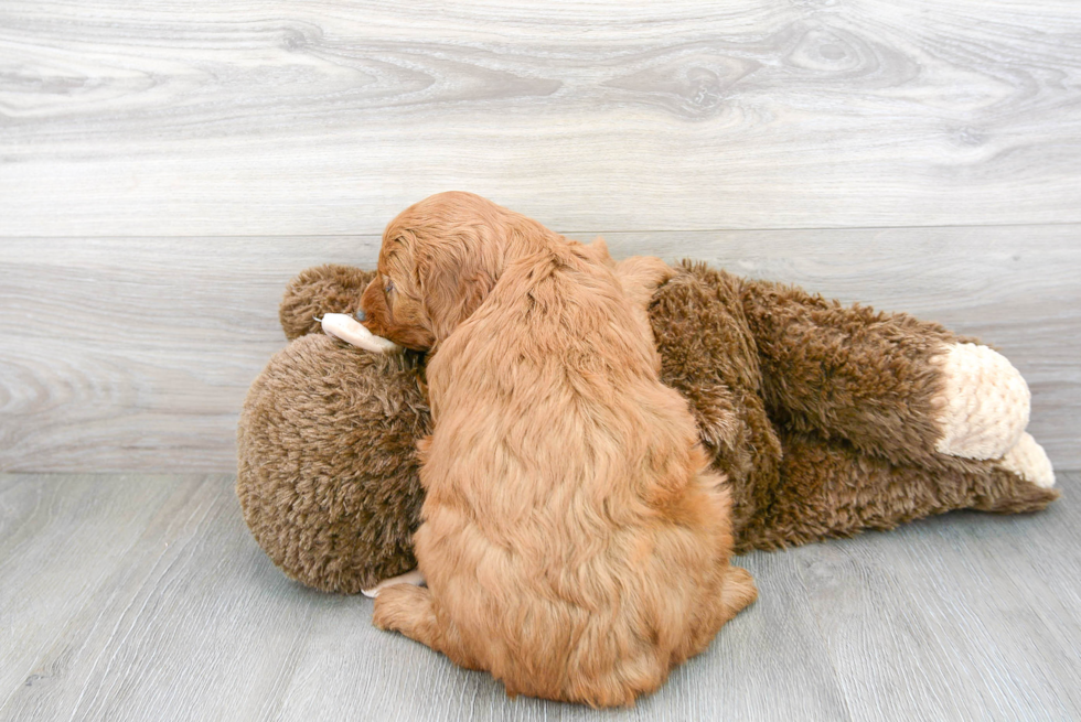 Best Mini Goldendoodle Baby