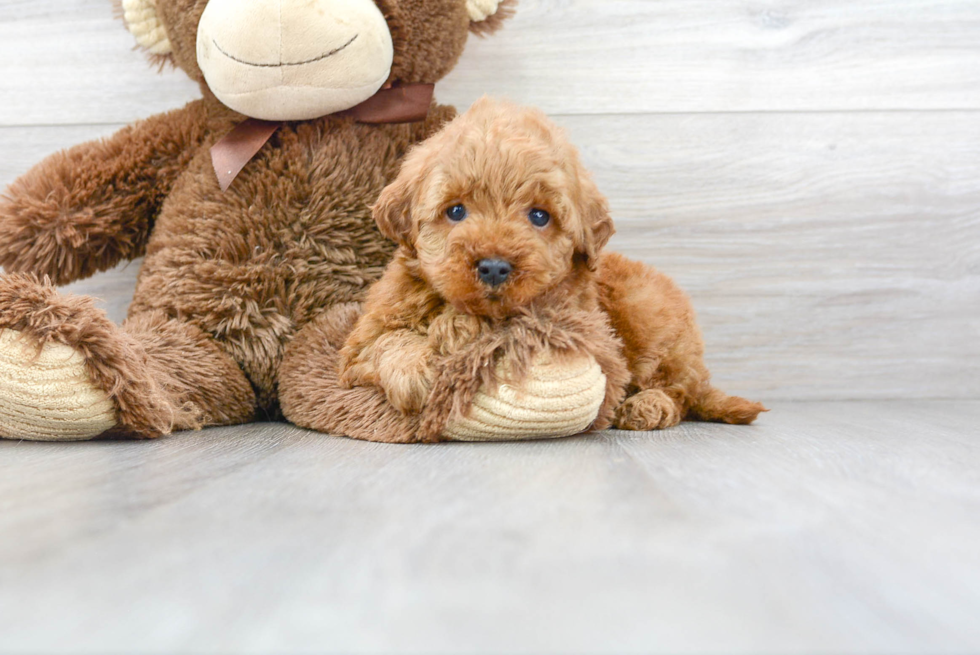 Small Mini Goldendoodle Baby