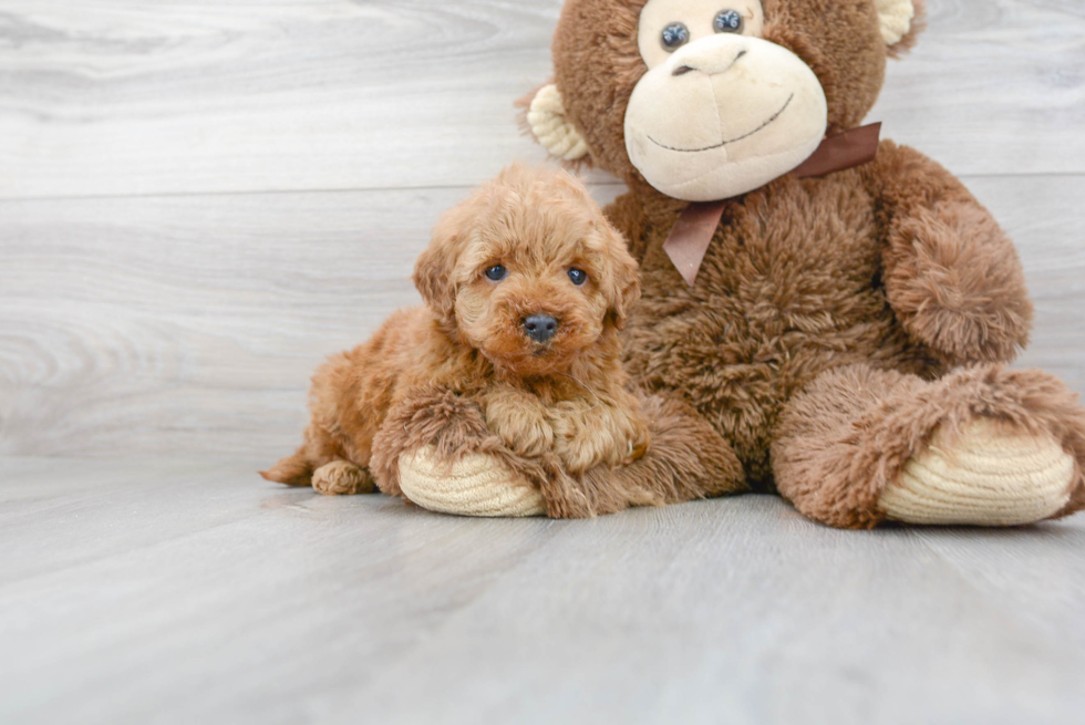 Hypoallergenic Golden Retriever Poodle Mix Puppy