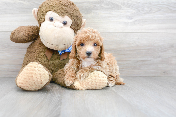 Best Mini Goldendoodle Baby