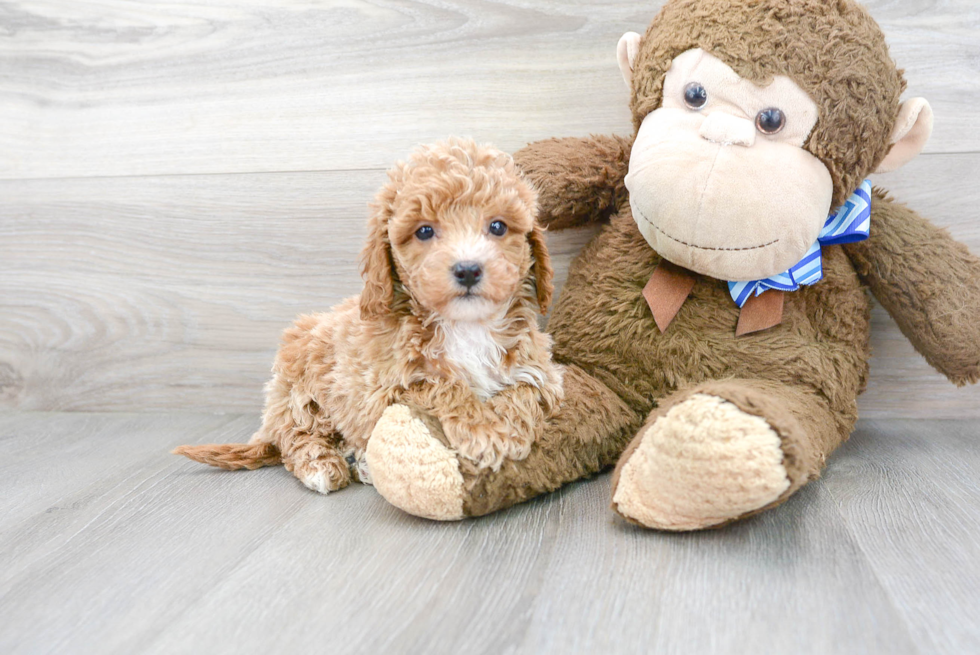 Best Mini Goldendoodle Baby