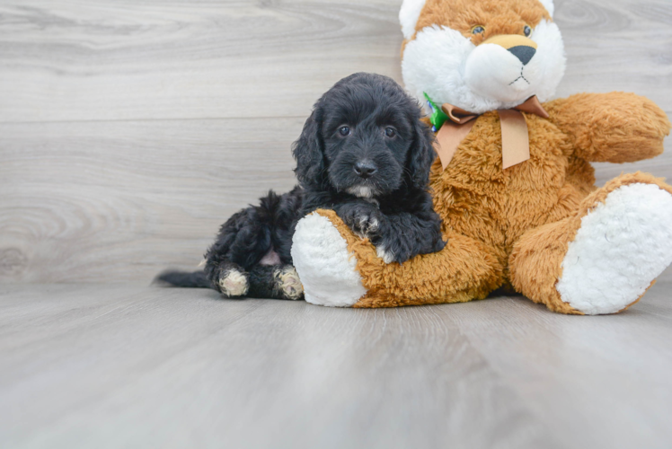 Mini Goldendoodle Puppy for Adoption