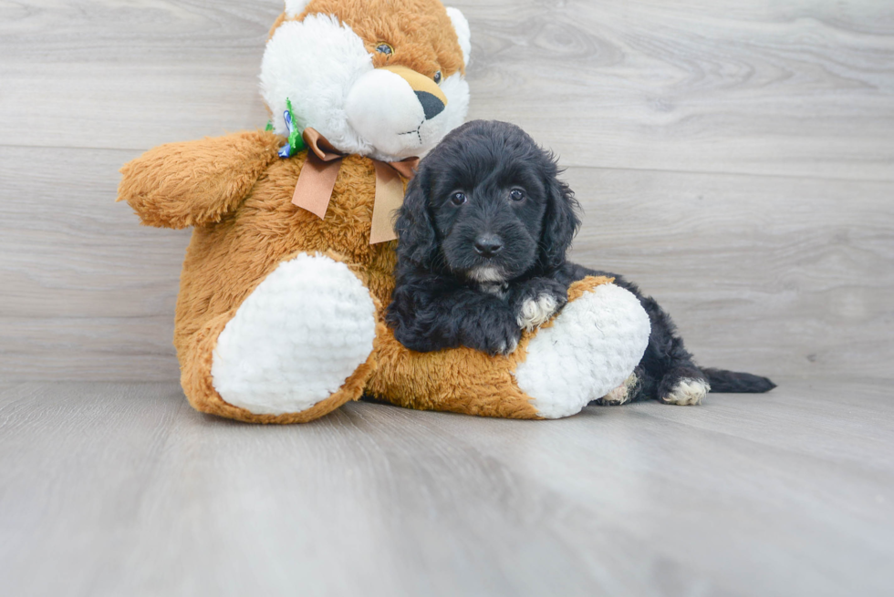 Cute Golden Retriever Poodle Mix Puppy