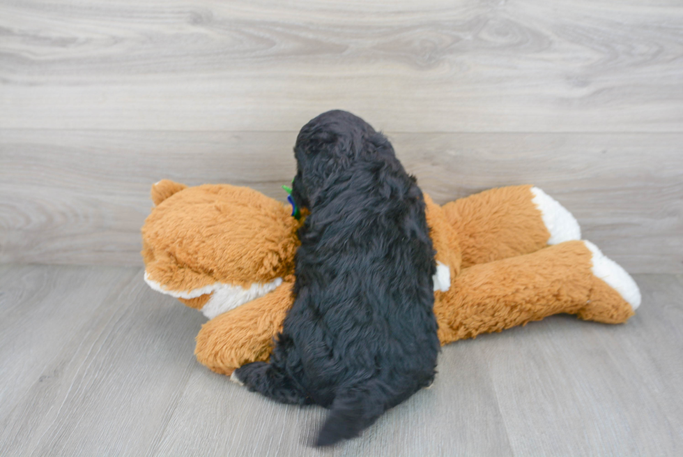 Mini Goldendoodle Puppy for Adoption