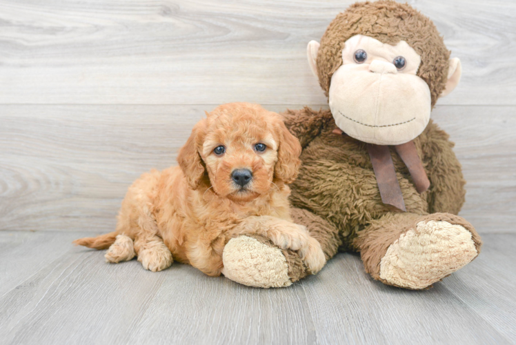 Best Mini Goldendoodle Baby