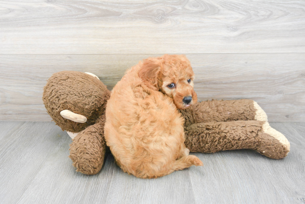 Friendly Mini Goldendoodle Baby